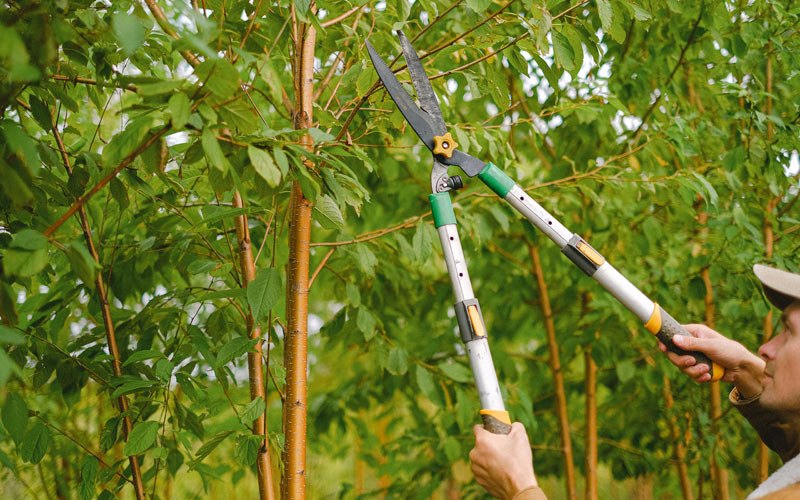 Tree trimming in Broadlands, IL